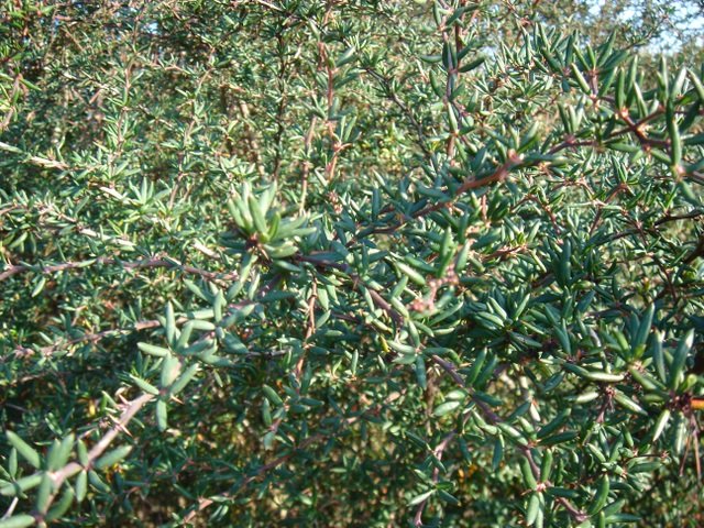 Berberis x stenophylla P9 P30